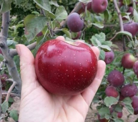 Liberty (apple) Golden Delicious and Liberty Apples are Ready Beilke Family Farm