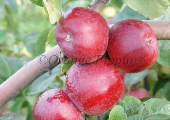 Liberty (apple) Liberty apple trees for sale Buy online Friendly advice