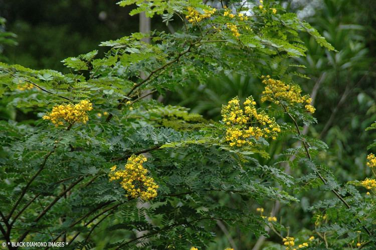 Libidibia ferrea Libidibia ferrea syn Caesalpinia ferrea Leopard Tree Flickr