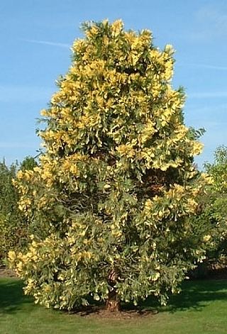 Libocedrus Calocedrus libocedrus decurrens 39Aureavariegata39 Aureavariegata