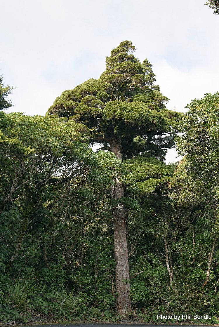 Libocedrus TERRAIN Taranaki Educational Resource Research Analysis