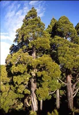 Libocedrus Libocedrus bidwillii New Zealand Plant Conservation Network