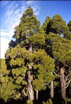 Libocedrus bidwillii Libocedrus bidwillii New Zealand Plant Conservation Network
