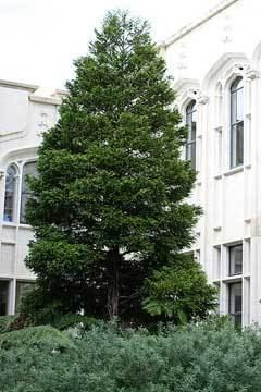 Libocedrus plumosa wwwpfaforgAdminPlantImagesLibocedrusPlumosa2jpg