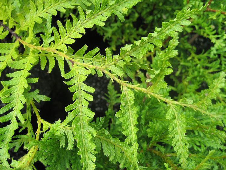 Libocedrus plumosa Libocedrus plumosa Wikipedia