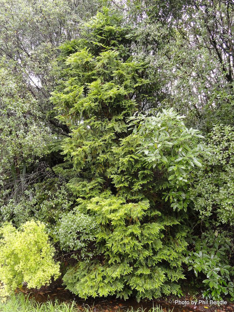 Libocedrus plumosa TERRAIN Taranaki Educational Resource Research Analysis