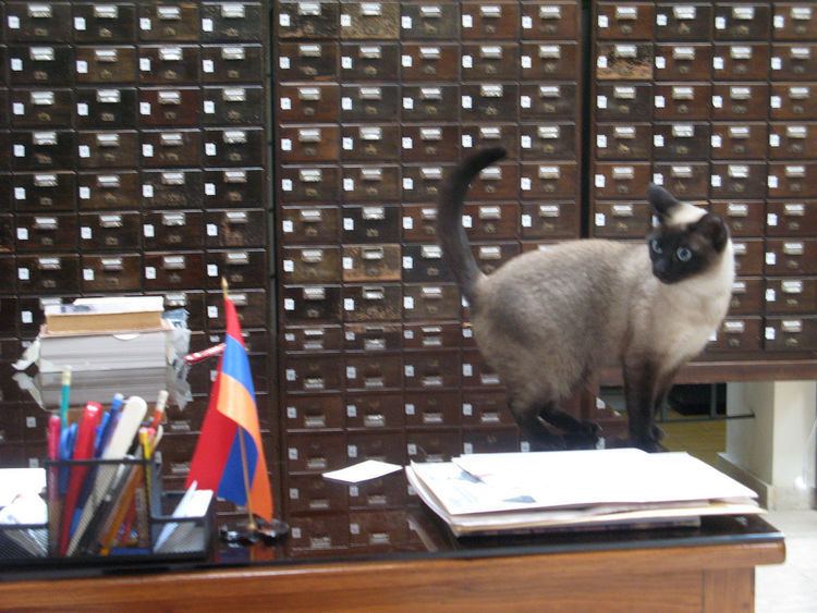 Library cat