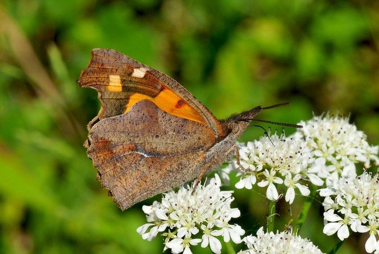 Libythea celtis Libythea celtis The Greek butterflies and moths team