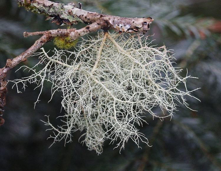 Lichen growth forms
