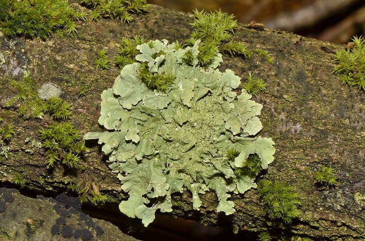 Lichen morphology