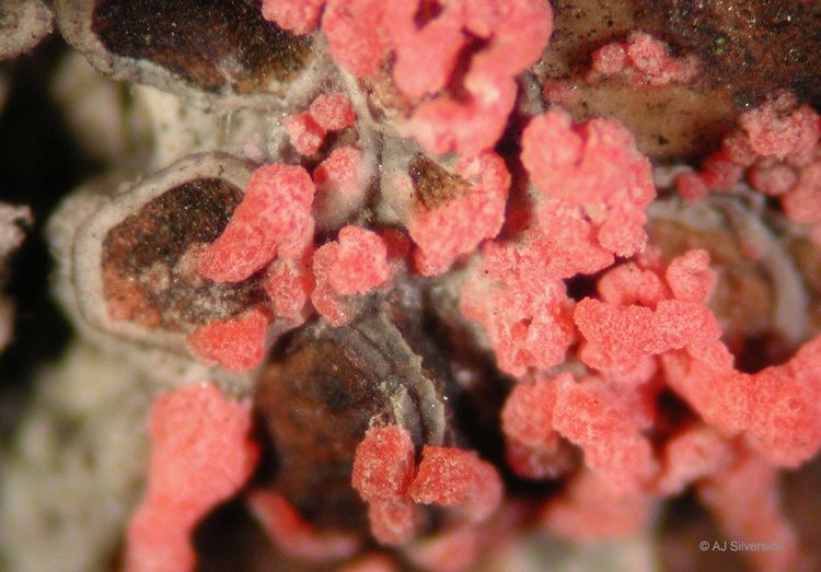 Lichenicolous fungus Marchandiomyces corallinus images of British lichenicolous fungi