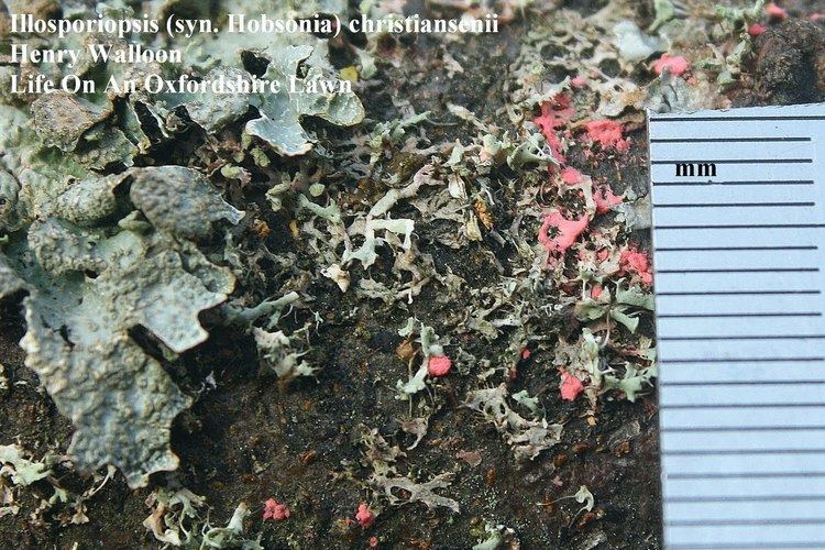 Lichenicolous fungus Life On An Oxfordshire Lawn A lichenicolous fungus Illosporiopsis