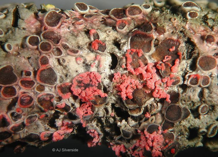 Lichenicolous fungus Marchandiomyces corallinus images of British lichenicolous fungi