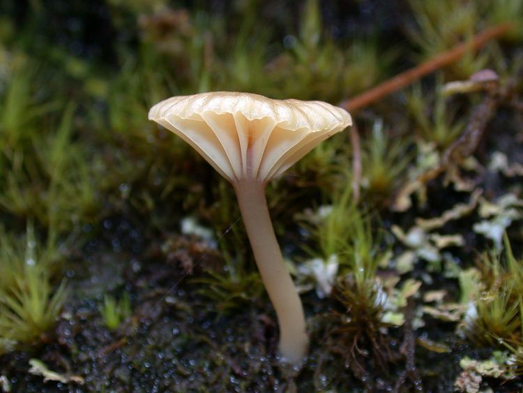 Lichenomphalia umbellifera California Fungi Lichenomphalia umbellifera
