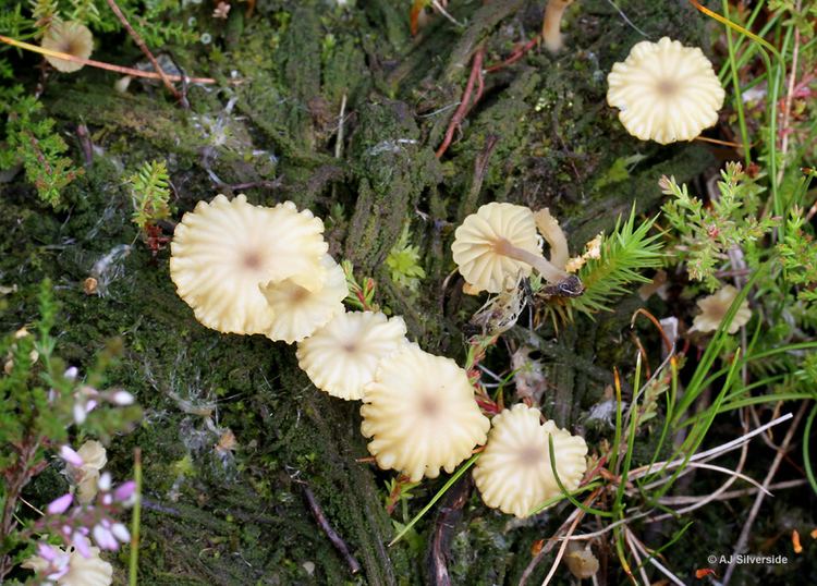 Lichenomphalia umbellifera Lichenomphalia umbellifera images of British lichens
