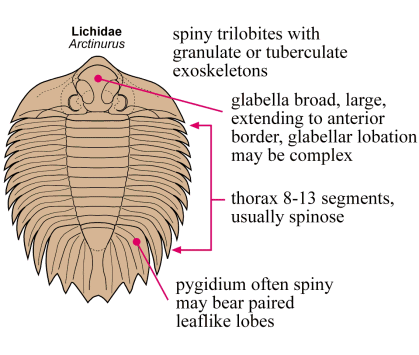 Lichida Pictorial Guide to the Trilobite Order Lichida