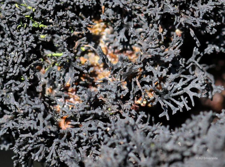 Lichina Lichina pygmaea images of British lichens