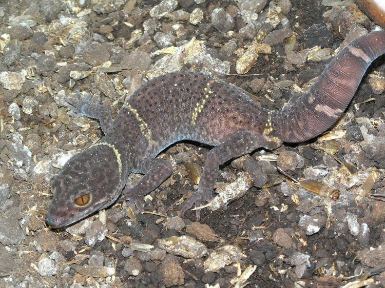 Lichtenfelder's gecko wwwbiolibczIMGGAL160318jpg