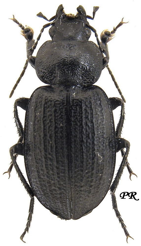 Licinus Genus Licinus Latreille 1802 92 Carabidae