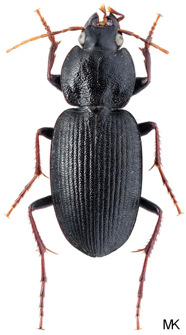 Licinus Subtribe Licinina Bonelli 1810 Carabidae