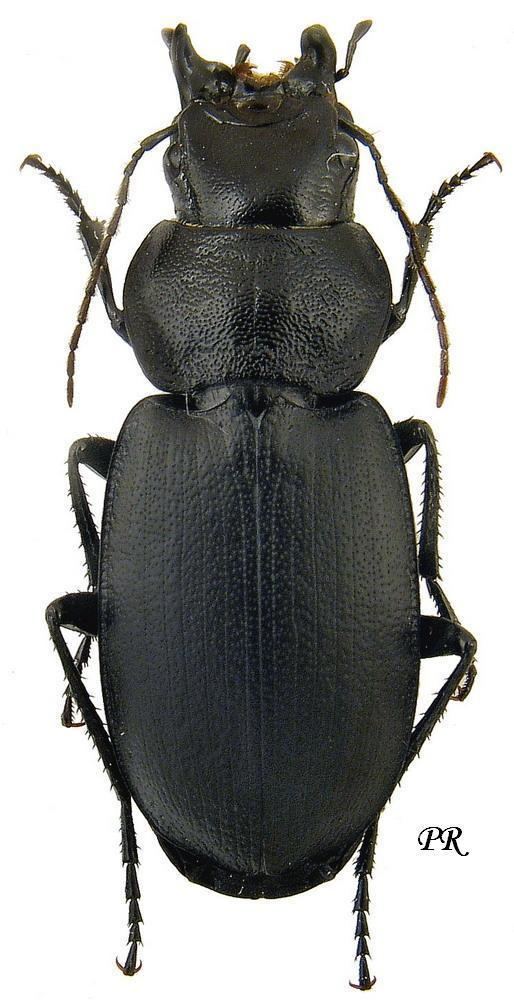 Licinus Licinus Licinus cassideus Fabricius 1792 Carabidae