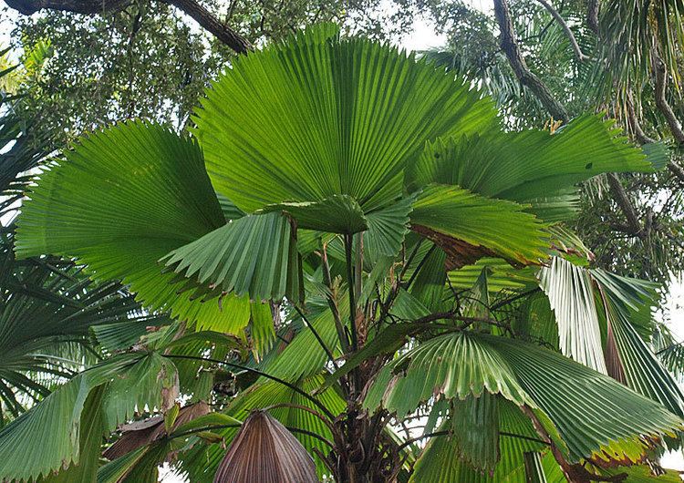 Licuala Licuala grandis Identifying Commonly Cultivated Palms