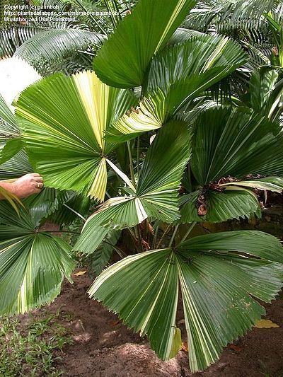 Licuala Licuala grandis Palmpedia Palm Grower39s Guide