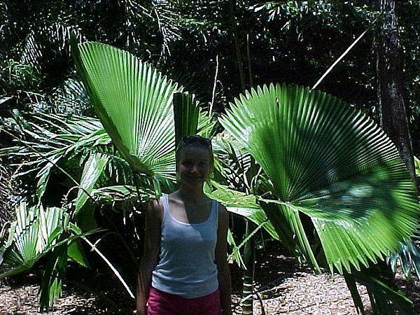 Licuala orbicularis Licuala orbicularis Palmpedia Palm Grower39s Guide