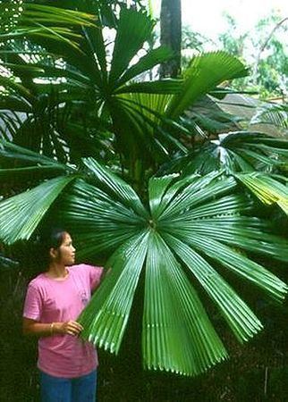Licuala ramsayi Licuala ramsayi Palmpedia Palm Grower39s Guide