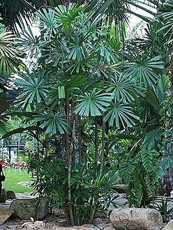 Licuala spinosa Licuala spinosa Palmpedia Palm Grower39s Guide