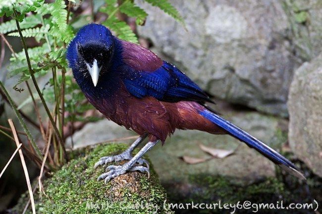 Lidth's jay orientalbirdimagesorgimagesdatamc14jpg