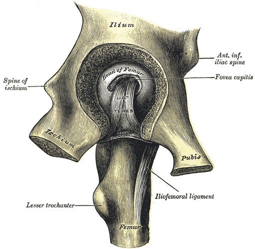 Ligament of head of femur