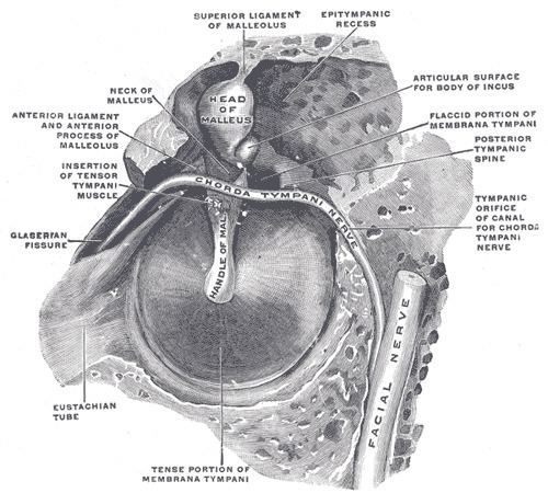 Ligaments of malleus
