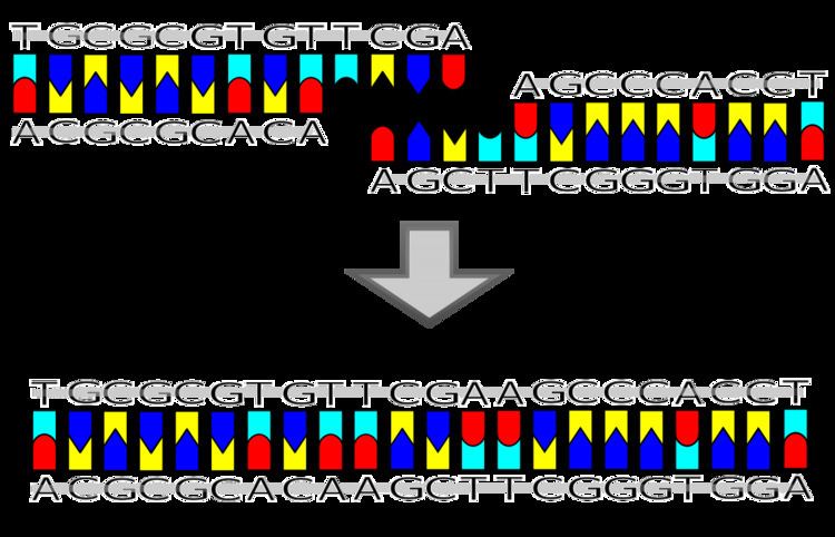 Ligation (molecular biology)