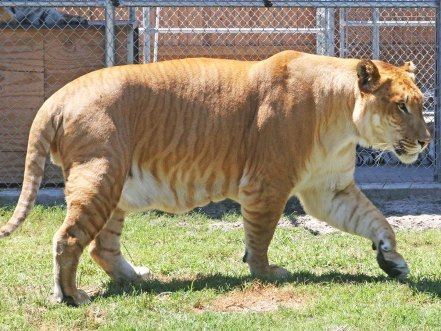 A Liger with dark yellow fur roaming around.