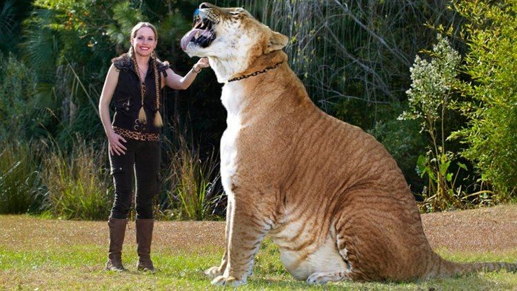 A woman wearing all black holding a big Liger.