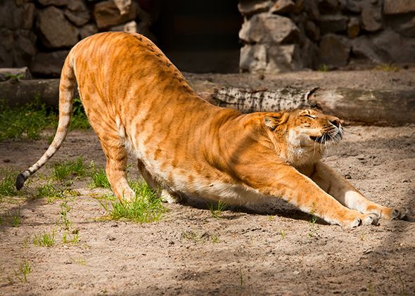 A liger with dark yellow fur and stretching its body.