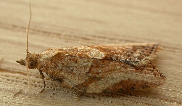 Light brown apple moth controversy