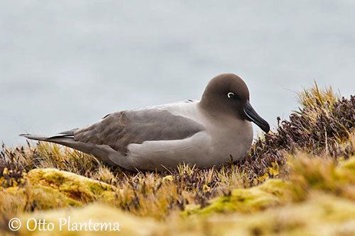 Light-mantled albatross Lightmantled Albatross