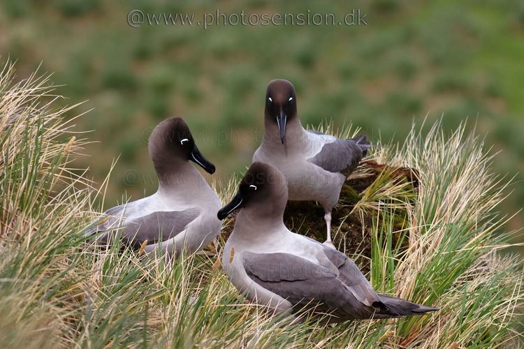 Light-mantled albatross Lightmantled albatross
