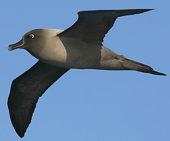 Light-mantled albatross Surfbirds Online Photo Gallery Search Results
