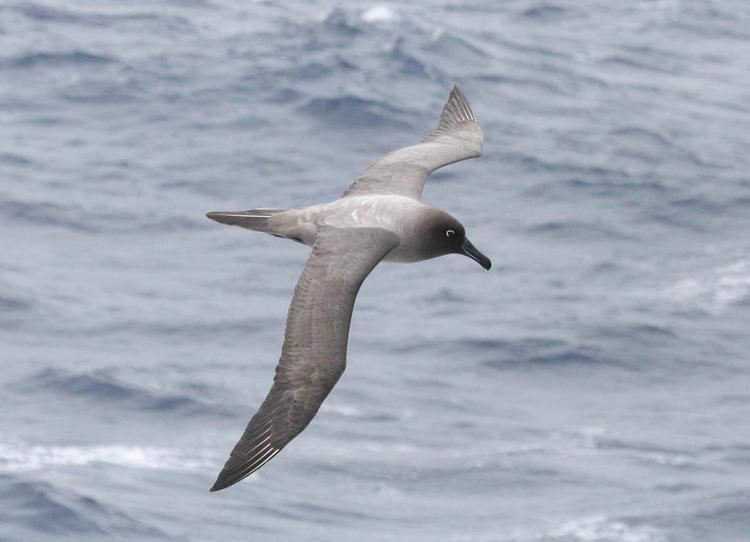 Light-mantled albatross Lightmantled sooty albatross New Zealand Birds Online