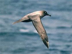 Light-mantled albatross httpsuploadwikimediaorgwikipediacommonsthu