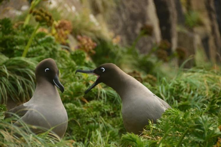 Light-mantled albatross Lightmantled sooty albatross New Zealand Birds Online