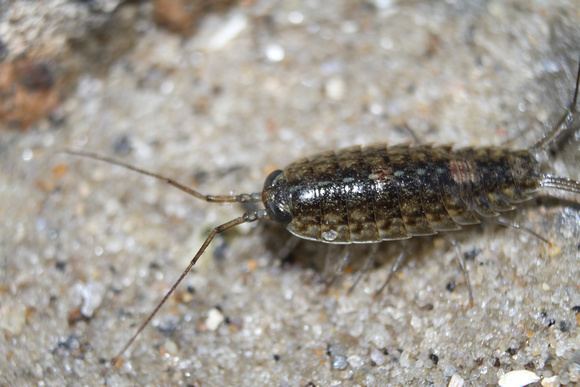 Ligia exotica EpochCatcher Malacostraca Malacostracans Wharf Roach Ligia