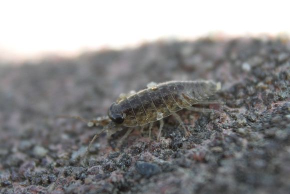 Ligia exotica EpochCatcher Malacostraca Malacostracans Wharf Roach Ligia