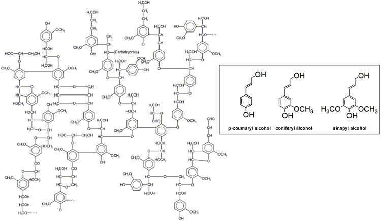 Lignin Frontiers Lignin Biodegradation with LaccaseMediator Systems