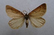 Lignyoptera fumidaria httpsuploadwikimediaorgwikipediacommonsthu