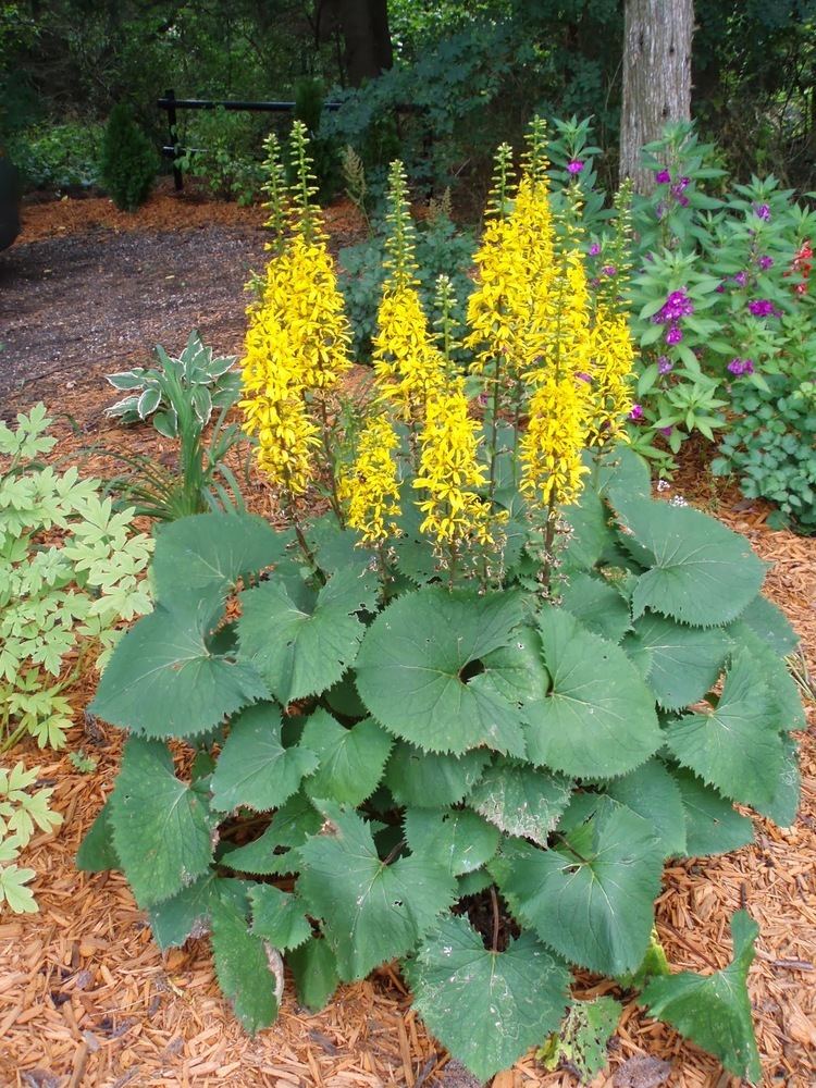 Ligularia Alchetron The Free Social Encyclopedia