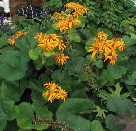 Ligularia Alchetron The Free Social Encyclopedia